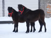 اسب نر, American shetland pony — عکس 7