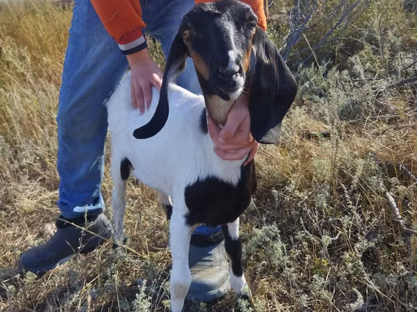 Mbuzi jike, Nubian Goat — Kazakistani