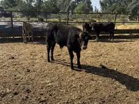 Dibi, Alatau breed — sawirka 3