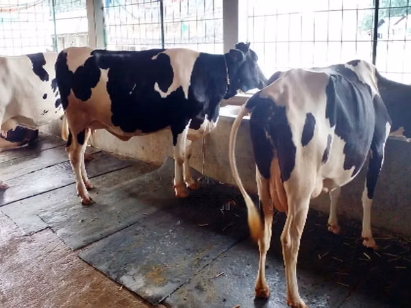 Vache, Race Holstein — Bangladesh