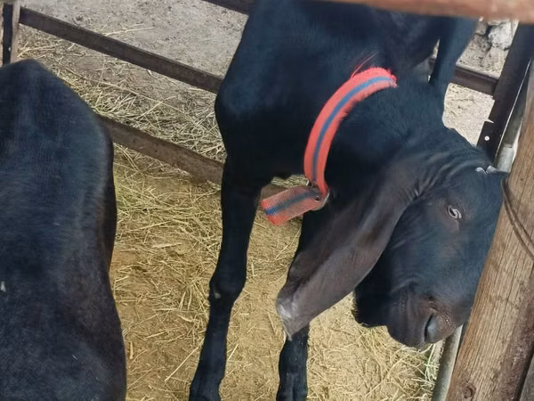 Billy Goat, Kamori goats