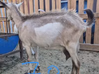 Cabra, Cabras — foto 2