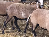 میش, Cameroon sheep — عکس 3