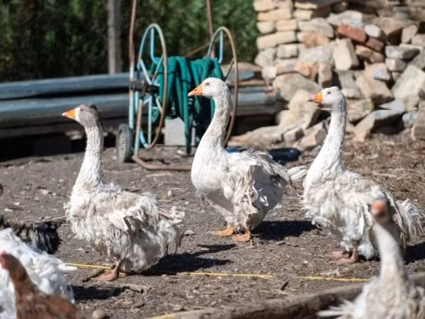 Geese — Węgry