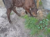 ძროხა, Simmental cattle — ფოტო 3