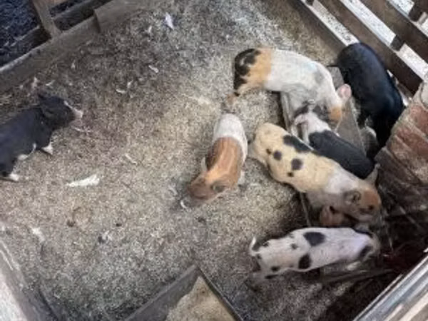 Babi betina, Pigs