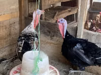 Turkeys — تصویر 1