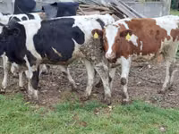 Vaca, Russian Black pied cattle — foto 3