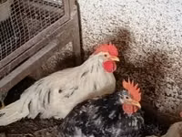 Chickens — عکس 4