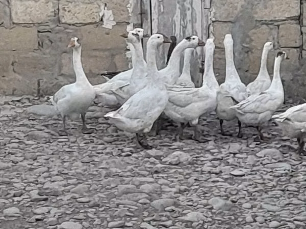 Geese
