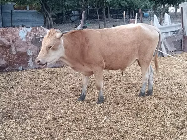 Taureau, Simmental cattle — Azerbaïdjan