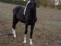Horse (M), Lipizzaner — photo 2