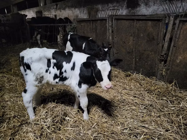 सांड, Russian Black pied cattle