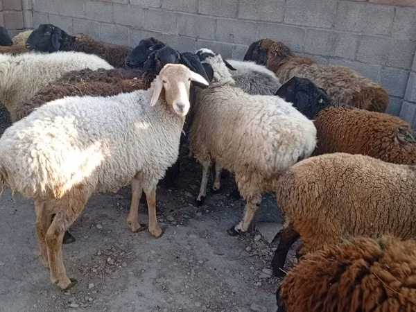 Sheep (batch, sex not specified), Sheep — Kyrgyzstan