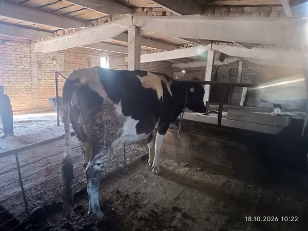 Ko, Holstein-race