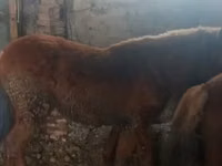 Horse (M), Kazakh horse — photo 4