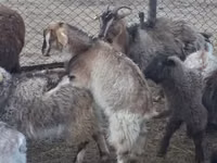 Goat, Goats — photo 2