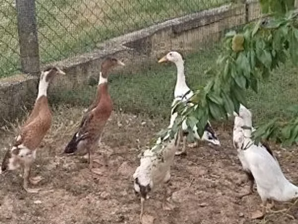 Ducks — Угорщина