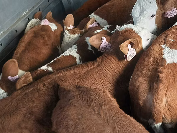 Tyre, Simmental cattle