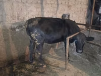 Cow, Limousin cow — photo 4