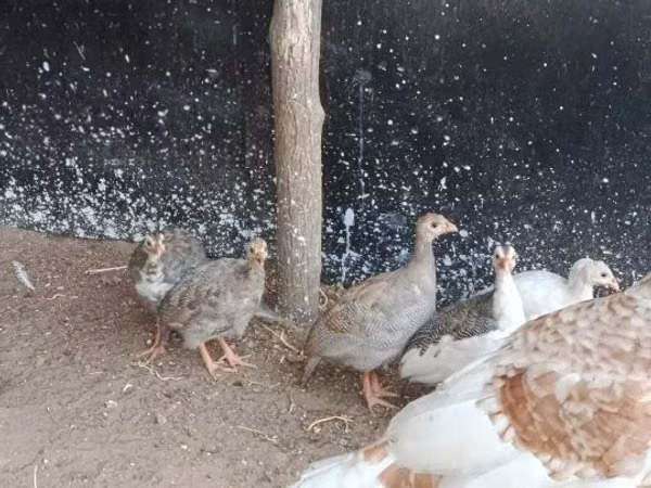 Guinea fowl — Ungaria