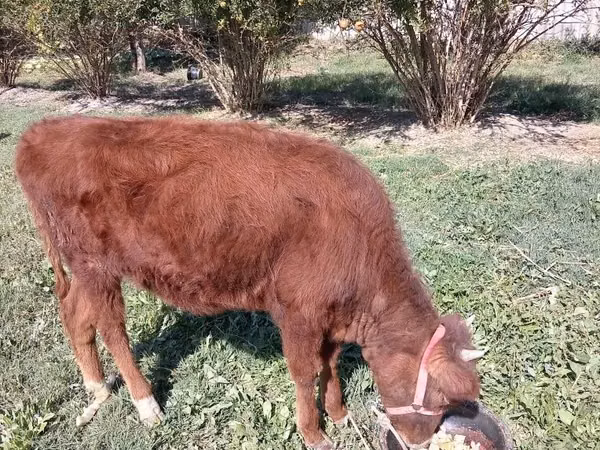 Cattle (batch, sex not specified), Cattle