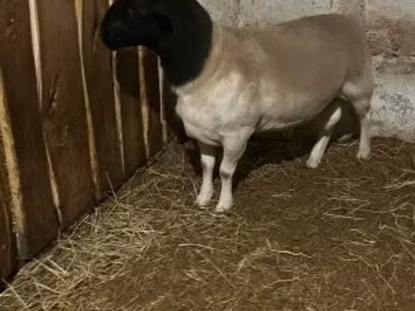 میش, Dorper sheep
