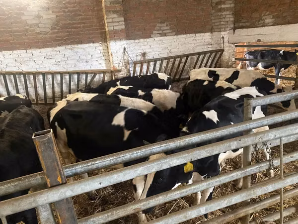 母牛, Russian Black pied cattle
