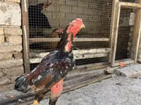 Shamo chickens — photo 6