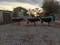 Гов, Simmental cattle — акс 6