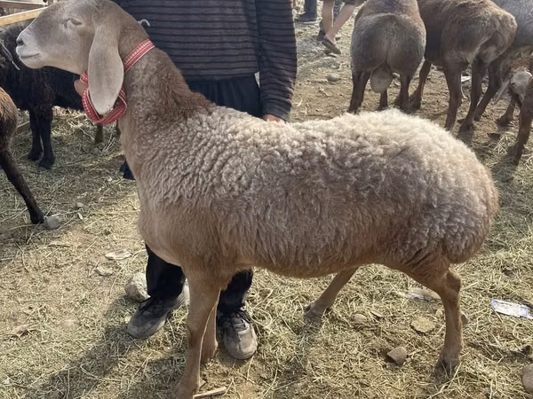 Sheep, Sheep — Kyrgyzstan