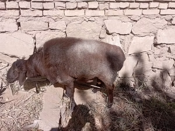 Kambing jantan, Sheep — Uzbekistan