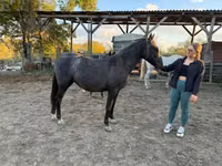 Mare, Lipizzaner — photo 3