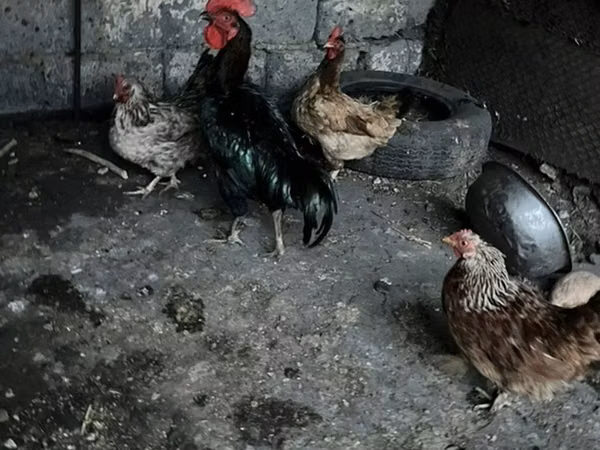 Chickens — Kyrgyzstan