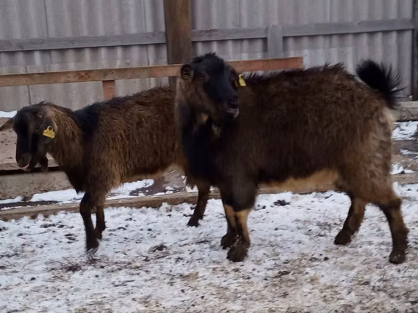 Goat, Goats