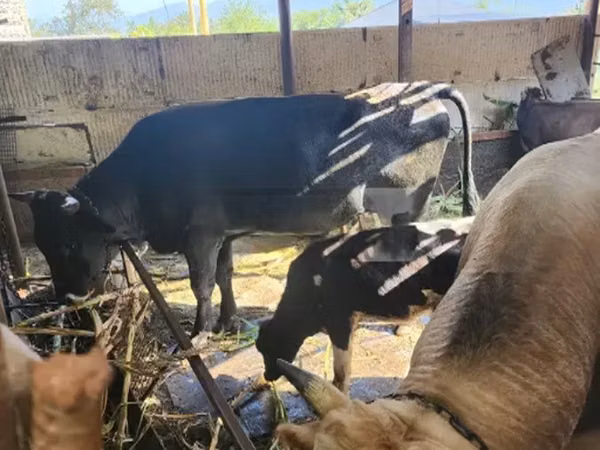 Bull, Cattle — Georgia