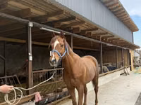 حصان, Arabian horse — الصورة 4