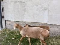 Sheep, Arashan sheep — photo 4