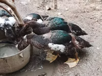Ducks — عکس 2