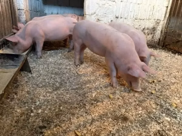 Pigs (batch, sex not specified), 