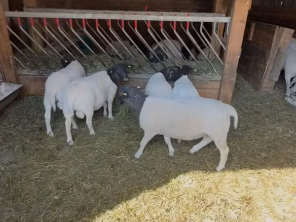 میش, Dorper sheep — مولداوی