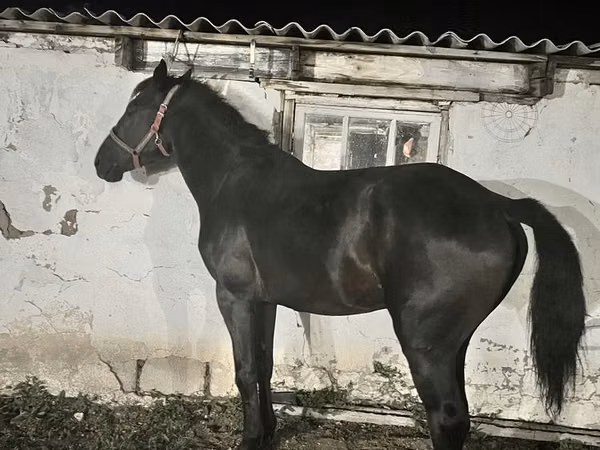 Horse (M), Horses — Kazakhstan