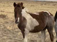 Бие, Kazakh horse — 6-сурет