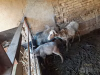 Kambing jantan, Sheep — foto 2
