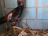 Chickens — photo 3