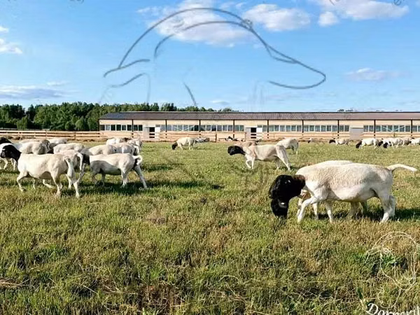 Kambing jantan, Dorper sheep