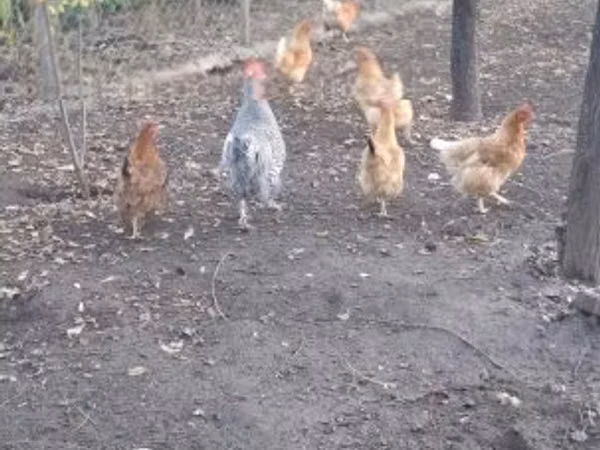 Danish hen