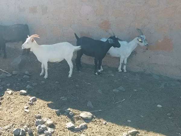 Goat, Goats — Armenia