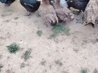 Ducks — zdjęcie 3