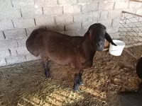 Ram, Blackheaded Persian sheep — photo 6